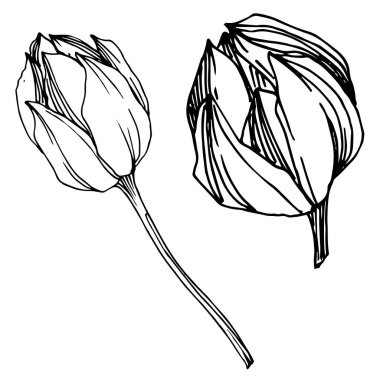 Vektör Lotus çiçek botanik çiçek. Siyah ve beyaz oyulmuş mürekkep sanatı. İzole lotus illüstrasyon elemanı.