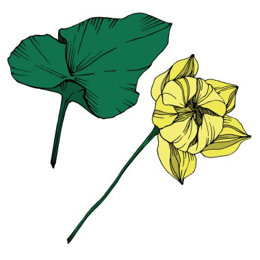 Vektör Lotus çiçek botanik çiçek. Siyah ve beyaz oyulmuş mürekkep sanatı. İzole lotus illüstrasyon elemanı.