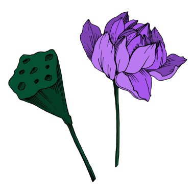 Vektör Lotus çiçek botanik çiçek. Siyah ve beyaz oyulmuş mürekkep sanatı. İzole lotus illüstrasyon elemanı.