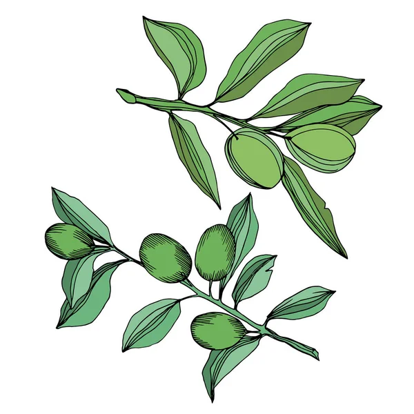 Vector olijftak met fruit. Zwart-wit gegraveerd Ink Art. Geïsoleerde Olive illustratie element. — Stockvector