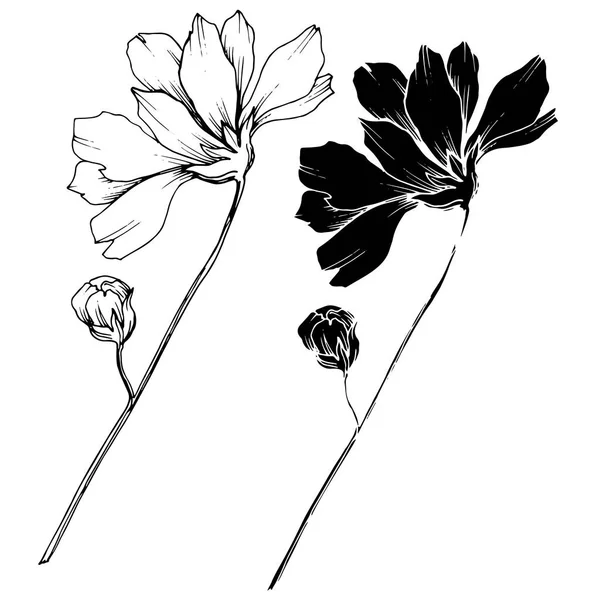 Vector Cosmos flores botánicas florales. Tinta grabada en blanco y negro. Elemento de ilustración de cosméticos aislados . — Archivo Imágenes Vectoriales