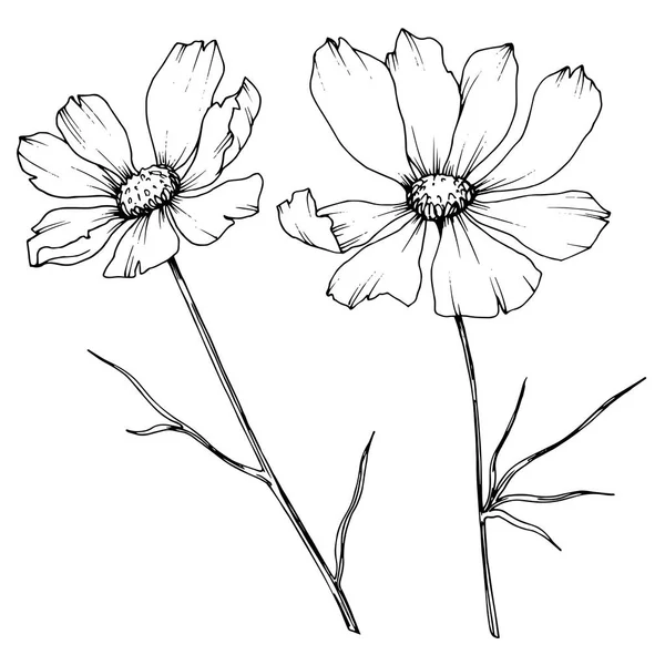 Fiori botanici floreali Vector Cosmos. Inchiostro inciso in bianco e nero art. Elemento di illustrazione cosmea isolata . — Vettoriale Stock