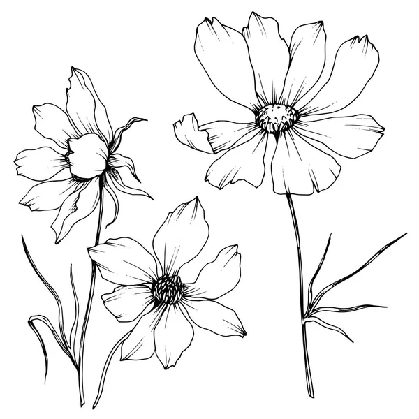 Vector Cosmos flores botánicas florales. Tinta grabada en blanco y negro. Elemento de ilustración de cosméticos aislados . — Archivo Imágenes Vectoriales