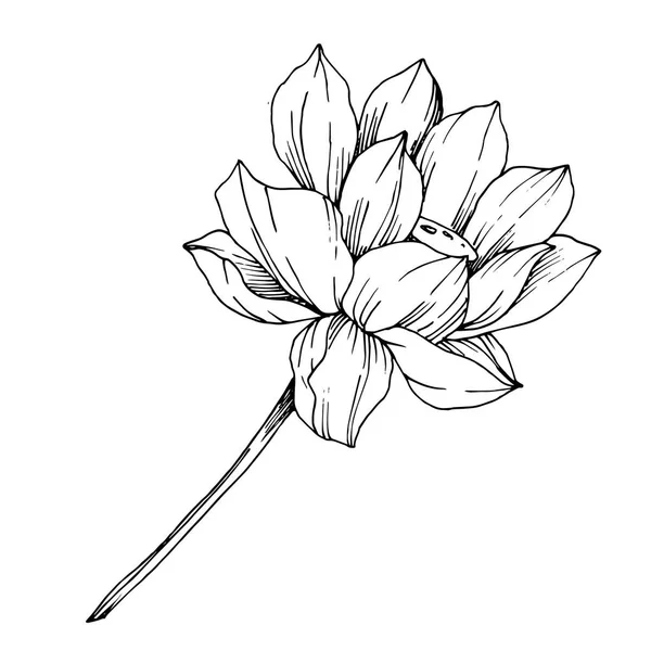 Flor botánica floral Vector Lotus. Tinta grabada en blanco y negro. Elemento de ilustración de loto aislado . — Vector de stock