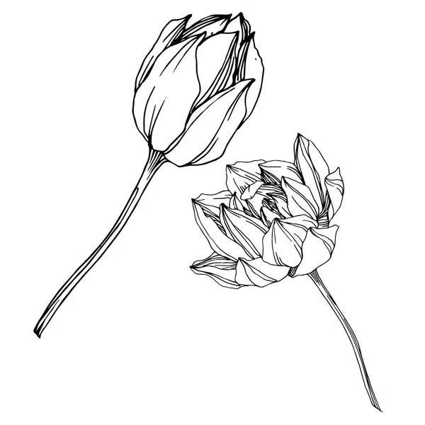 Flor botánica floral Vector Lotus. Tinta grabada en blanco y negro. Elemento de ilustración de loto aislado . — Vector de stock