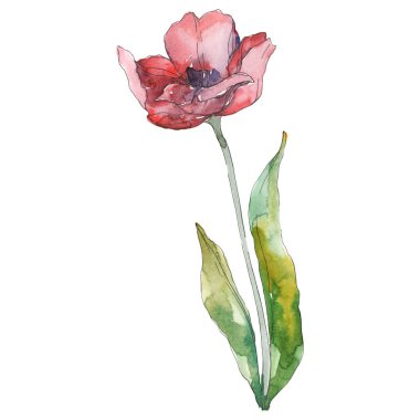 Kırmızı lale çiçek botanik çiçek. Suluboya arka plan illüstrasyon seti. İzole lale illüstrasyon elemanı.