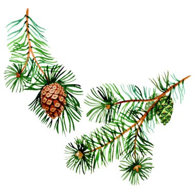 Spruse ve çam dalları. Suluboya arka plan illüstrasyon seti. İzole ladin illüstrasyon elemanı.