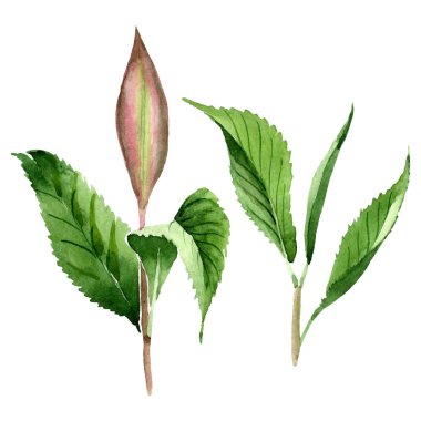 Yeşil çay yaprakları. Suluboya arka plan illüstrasyon seti. Yalıtılmış yaprak illüstrasyon elemanı.