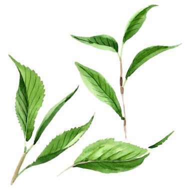 Yeşil çay yaprakları. Suluboya arka plan illüstrasyon seti. Yalıtılmış yaprak illüstrasyon elemanı.