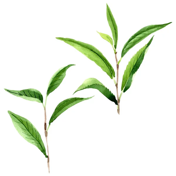 Зеленые чайные листья. Набор акварельных фонов. Изолированный элемент иллюстрации листьев . — стоковое фото