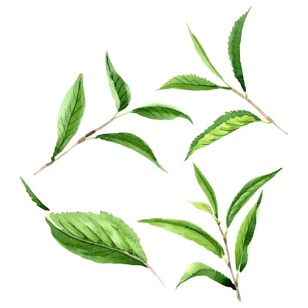 Foglie di tè verde. Acquerello sfondo illustrazione set. Elemento isolante di illustrazione foglia . — Foto Stock