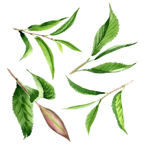 Hojas de té verde. Conjunto de ilustración de fondo acuarela. Elemento de ilustración de hojas aisladas . —  Fotos de Stock