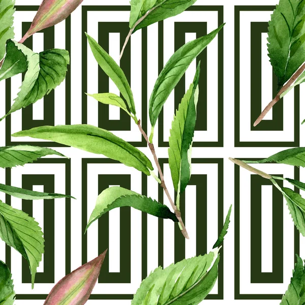 Φύλλα πράσινου τσαγιού. Σύνολο εικονογράφησης φόντου. Ομαλή μοτίβο φόντου. — Φωτογραφία Αρχείου