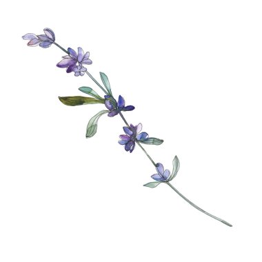 Mor lavanta çiçek botanik çiçekleri. Suluboya arka plan seti. İzole lavanta illüstrasyon elemanı.