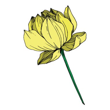 Vektör Lotus çiçek botanik çiçek. Siyah ve beyaz oyulmuş mürekkep sanatı. İzole lotus illüstrasyon elemanı.