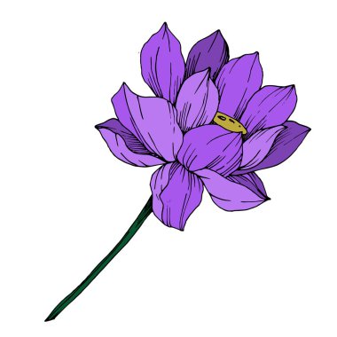 Vektör Lotus çiçek botanik çiçek. Siyah ve beyaz oyulmuş mürekkep sanatı. İzole lotus illüstrasyon elemanı.