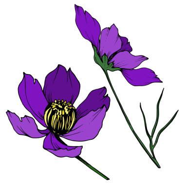 Vektör Cosmos çiçek botanik çiçekler. Siyah ve beyaz oyulmuş mürekkep sanatı. Yalıtılmış cosmea illüstrasyon öğesi.