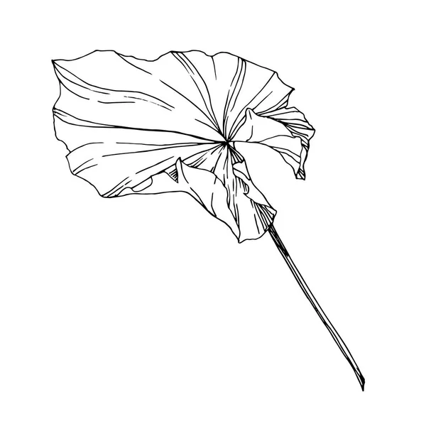 Flor botánica floral Vector Lotus. Tinta grabada en blanco y negro. Elemento de ilustración de loto aislado . — Vector de stock