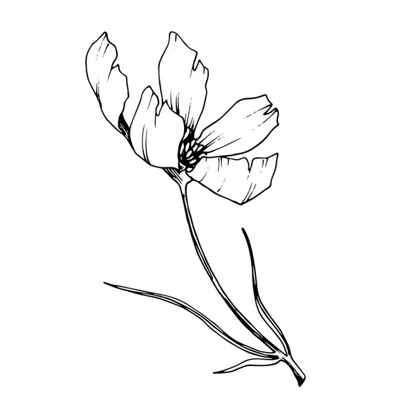 벡터 코스모스 꽃 식물 꽃입니다. 흑백 잉크 아트가 새겨져 있습니다. 절연 코스메아 일러스트 요소. — 스톡 벡터