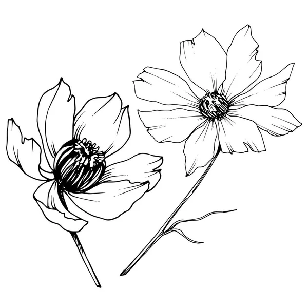 벡터 코스모스 꽃 식물 꽃입니다. 흑백 잉크 아트가 새겨져 있습니다. 절연 코스메아 일러스트 요소. — 스톡 벡터