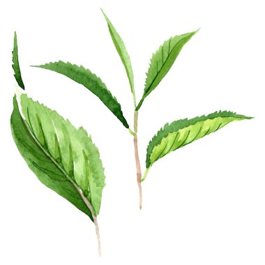 Yeşil çay yaprakları. Suluboya arka plan illüstrasyon seti. Yalıtılmış yaprak illüstrasyon elemanı.