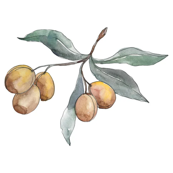 Rama de olivo con fruta verde. Conjunto de ilustración de fondo acuarela. Elemento ilustrativo de aceitunas aisladas . — Foto de Stock