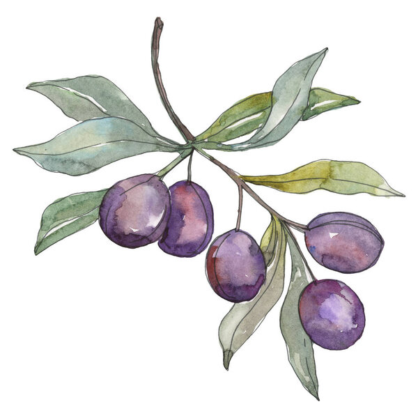 Olive branch with black fruit. Watercolor background illustration set. Isolated olives illustration element.