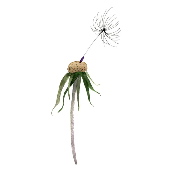 Πικραλίδα σποροκεφαλι με σπόρο. Σύνολο εικονογράφησης φόντου. Μεμονωμένο στοιχείο απεικόνισης φυτών. — Φωτογραφία Αρχείου