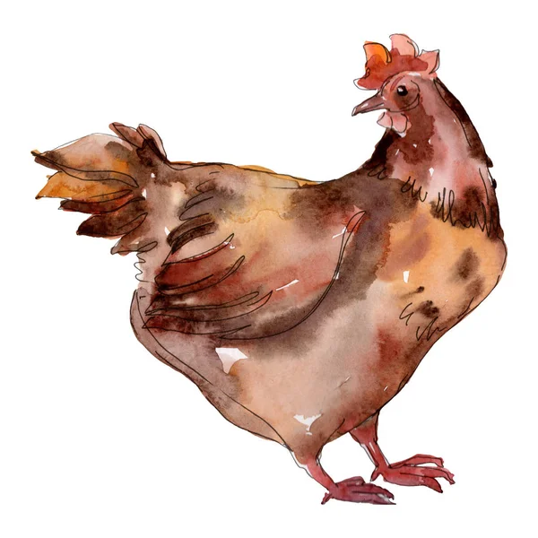 Gallina de granja aislada. Conjunto de ilustración de fondo acuarela. Elemento ilustrativo de pollo aislado . — Foto de Stock