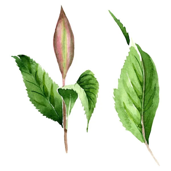 Folhas de chá verde. Conjunto de ilustração de fundo aquarela. Elemento isolado de ilustração foliar . — Fotografia de Stock