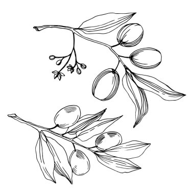 Meyve ile Vektör Zeytin dalı. Siyah ve beyaz oyulmuş mürekkep sanatı. İzole zeytin illüstrasyon elemanı.