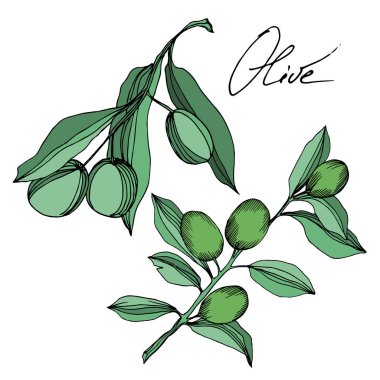 Meyve ile Vektör Zeytin dalı. Siyah ve beyaz oyulmuş mürekkep sanatı. İzole zeytin illüstrasyon elemanı.