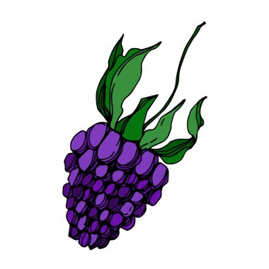 Vektör Blackberry sağlıklı gıda. Siyah ve beyaz oyulmuş mürekkep sanatı. İzole berry illüstrasyon elemanı.