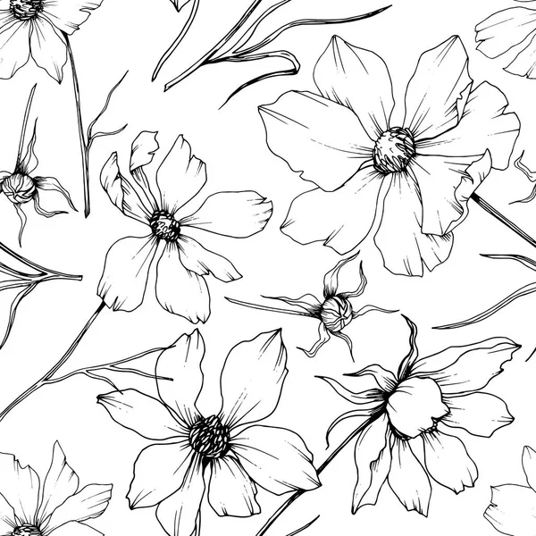 Vector Cosmos flores botánicas florales. Tinta grabada en blanco y negro. Patrón de fondo sin costuras . — Vector de stock