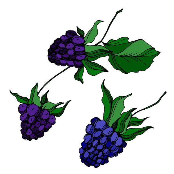 Vector Blackberry comida saudável. Tinta gravada a preto e branco. Elemento de ilustração de baga isolado . — Vetor de Stock