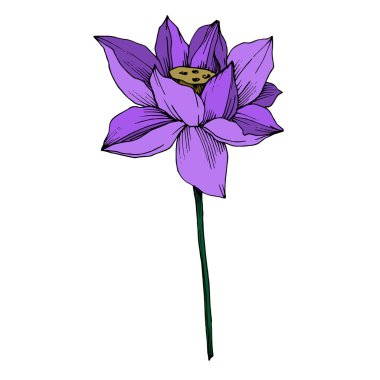 Vektör Lotus çiçek botanik çiçek. Siyah ve beyaz oyulmuş mürekkep sanatı. İzole lotus illüstrasyon elemanı.