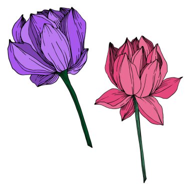 Vektör Lotus çiçek botanik çiçek. Siyah ve beyaz oyulmuş mürekkep sanatı. İzole lotus illüstrasyon elemanı.