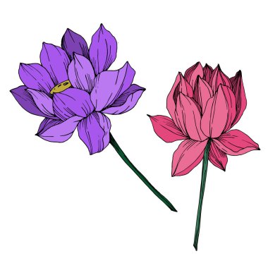 Vektör Lotus çiçek botanik çiçek. Siyah ve beyaz oyulmuş mürekkep sanatı. İzole lotus illüstrasyon elemanı.