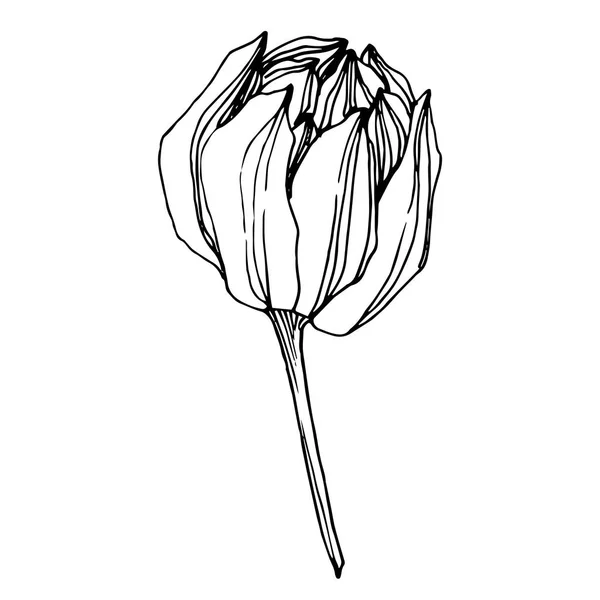 Vektor Lotus virágos botanikus virág. Fekete-fehér vésett tinta Art. Különálló Lotus illusztrációs elem. — Stock Vector