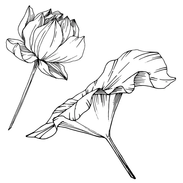 Vector Lotus flor botânica floral. Tinta gravada a preto e branco. Elemento de ilustração de lótus isolado . —  Vetores de Stock