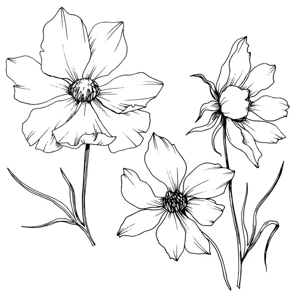 Vector Cosmos flores botánicas florales. Tinta grabada en blanco y negro. Elemento de ilustración de cosméticos aislados . — Archivo Imágenes Vectoriales