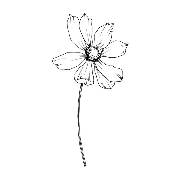 Vector Cosmos flores botánicas florales. Tinta grabada en blanco y negro. Elemento de ilustración de cosméticos aislados . — Archivo Imágenes Vectoriales