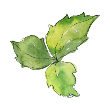 Taze fesleğen izole bir suluboya tarzında yaprakları. Arka plan, doku, sarmalayıcı deseni veya menü için Kova gıda