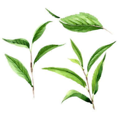 Yeşil çay yaprakları. Suluboya arka plan illüstrasyon seti. Yalıtılmış yaprak illüstrasyon elemanı.