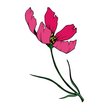 Vektör Cosmos çiçek botanik çiçekler. Siyah ve beyaz oyulmuş mürekkep sanatı. Yalıtılmış cosmea illüstrasyon öğesi.