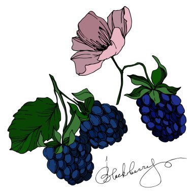 Vektör Blackberry sağlıklı gıda. Siyah ve beyaz oyulmuş mürekkep sanatı. İzole berry illüstrasyon elemanı.