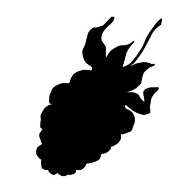 Vektör Blackberry sağlıklı gıda. Siyah ve beyaz oyulmuş mürekkep sanatı. İzole berry illüstrasyon elemanı.