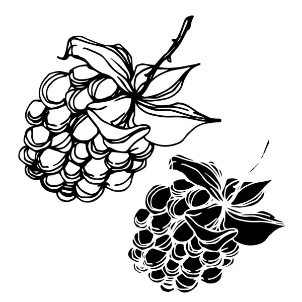 Vecteur Blackberry alimentation saine. Encre gravée en noir et blanc. Élément d'illustration de baies isolé . — Image vectorielle