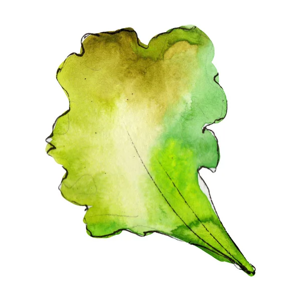 Hoja de lechuga verde en un estilo acuarela aislado. Aquarelle alimento para fondo, textura, patrón de envoltura o menú —  Fotos de Stock