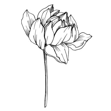 Vektör Lotus çiçek botanik çiçek. Siyah ve beyaz oyulmuş mürekkep sanatı. İzole lotus illüstrasyon elemanı.